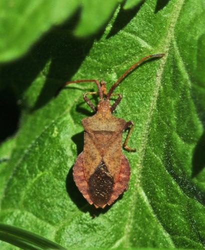 Réf. 258 381 : Coreus marginatus